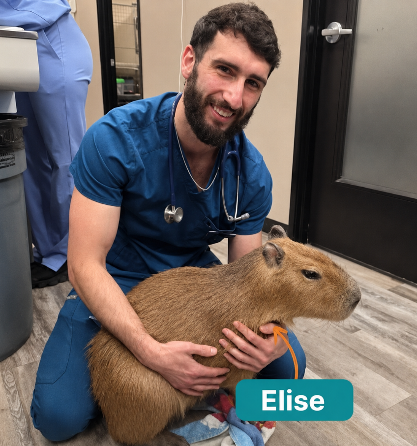 Elise, the capybara selected for the fictional Neuralink study