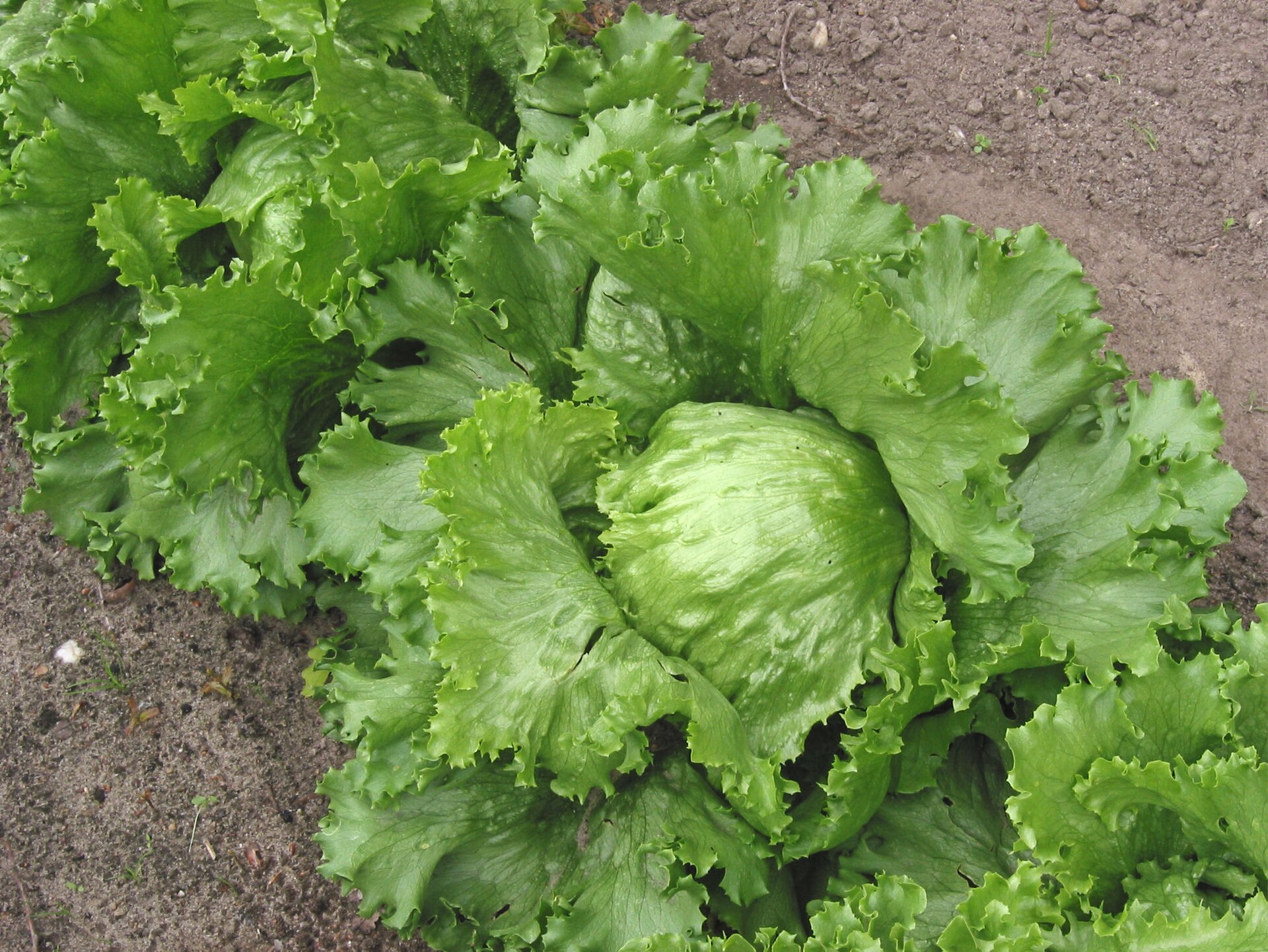 A head of iceberg lettuce